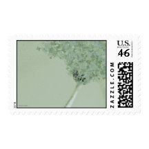 Butterfly ❤ Daisy Green, US Stamps & Cards