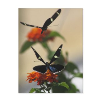 Butterfly Dance 3 Postcard postcard