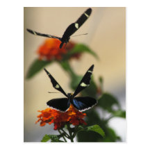 Butterfly Dance 3 Postcard