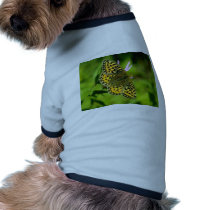 Butterfly pet clothing by oddbob Butterfly pet clothing
