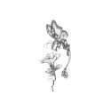Butterfly Dragon (front only) t-shirts