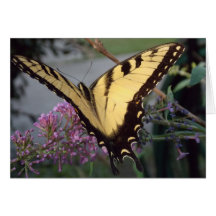 Butterfly Dreams Card