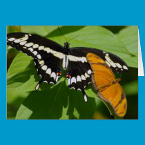 Butterfly Duo Card cards