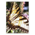 Butterfly - Eastern Tiger Swallowtail cards by cherylasmith Butterfly - Eastern Tiger Swallowtail cards