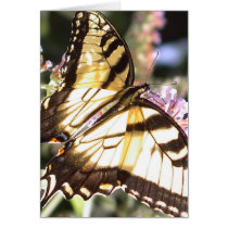 Butterfly - Eastern Tiger Swallowtail  cards