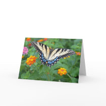 Butterfly - Eastern Tiger Swallowtail Greeting Card