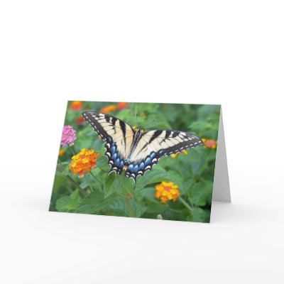 Butterfly - Eastern Tiger Swallowtail Greeting Card by cherylasmith