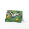 Butterfly - Eastern Tiger Swallowtail cards by cherylasmith Butterfly - Eastern Tiger Swallowtail cards