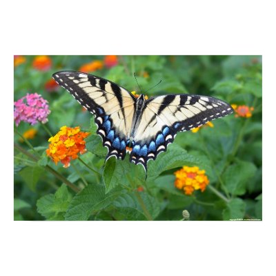 Butterfly - Eastern Tiger Swallowtail Posters by cherylasmith