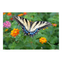 Butterfly - Eastern Tiger Swallowtail posters by cherylasmith Butterfly - Eastern Tiger Swallowtail posters