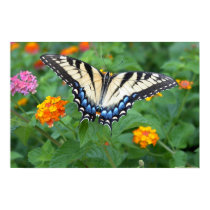 Butterfly - Eastern Tiger Swallowtail posters by cherylasmith Butterfly - Eastern Tiger Swallowtail posters