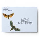 Butterfly Envelope