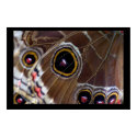 Butterfly Eye posters