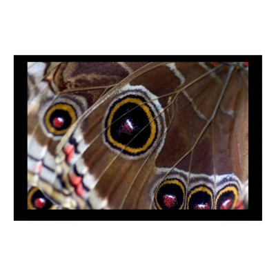 Butterfly Eye Poster by cARTerART