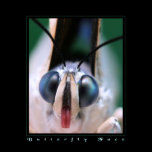 Butterfly Face posters