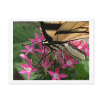 Butterfly Feeding Macro Postcard