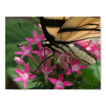 Butterfly Feeding Macro Print