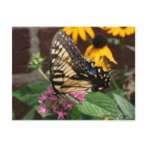 Butterfly Feeding Postcard postcards