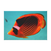 Butterfly Fish Canvas Print