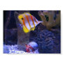 Butterfly Fish Photo
