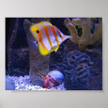 Butterfly Fish Photo Posters