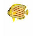 Butterfly Fish t-shirts by aesthete Butterfly Fish t-shirts