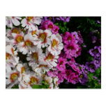 Butterfly Flowers Postcard