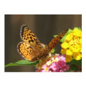 Butterfly Flutter By posters