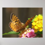 Butterfly Flutter By posters