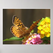 Butterfly Flutter By Poster