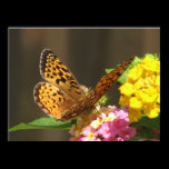 Butterfly Flutter By posters
