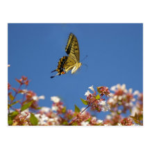 Butterfly Fluttering Postcards