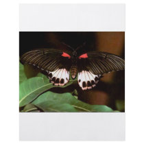 Butterfly flyers by oddbob Butterfly flyers