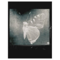 butterfly flyers