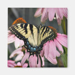 butterfly fridge magnet