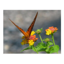 Butterfly Garden Post Card