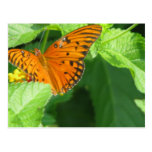 Butterfly Garden Post Cards