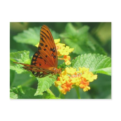 Butterfly Garden Postcard by iiiyaaa