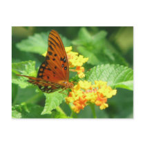 Butterfly Garden postcards by iiiyaaa Butterfly Garden postcards