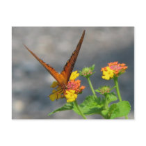 Butterfly Garden postcards
