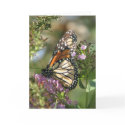 Butterfly Garden Series cards by iiiyaaa Butterfly Garden Series cards