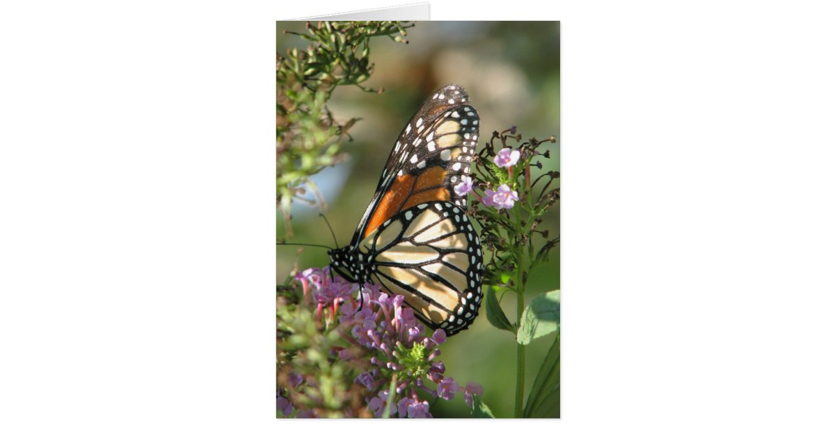 Butterfly Garden Series Card | Zazzle