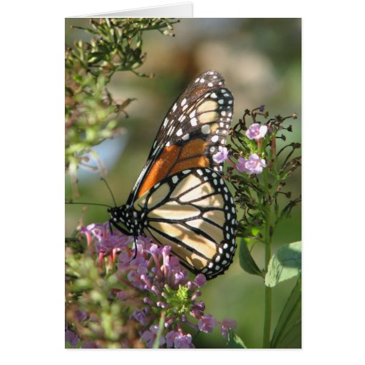 Butterfly Garden Series Greeting Cards