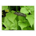 Butterfly Gardens 6 posters