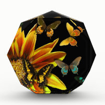 Butterfly Gardens awards