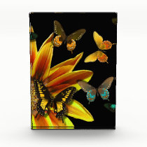 Butterfly Gardens awards