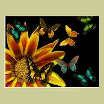 Butterfly Gardens postcards
