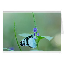 BUTTERFLY GRACE GREETING CARD
