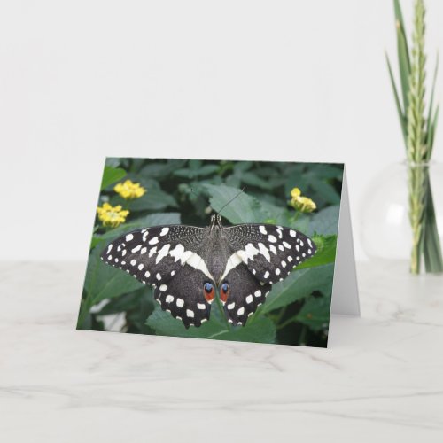 Butterfly Greeting Card card