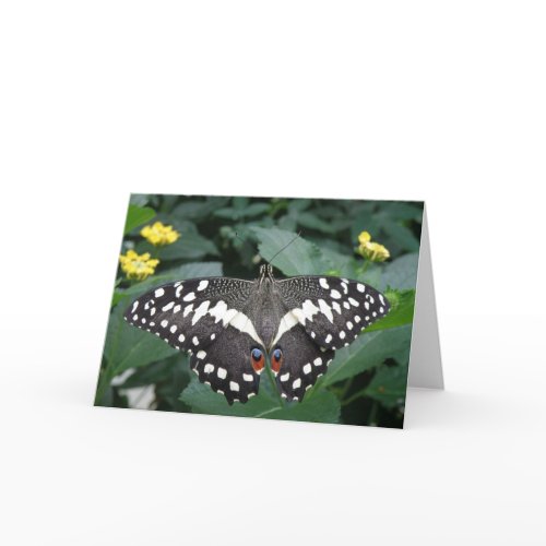 Butterfly Greeting Card card